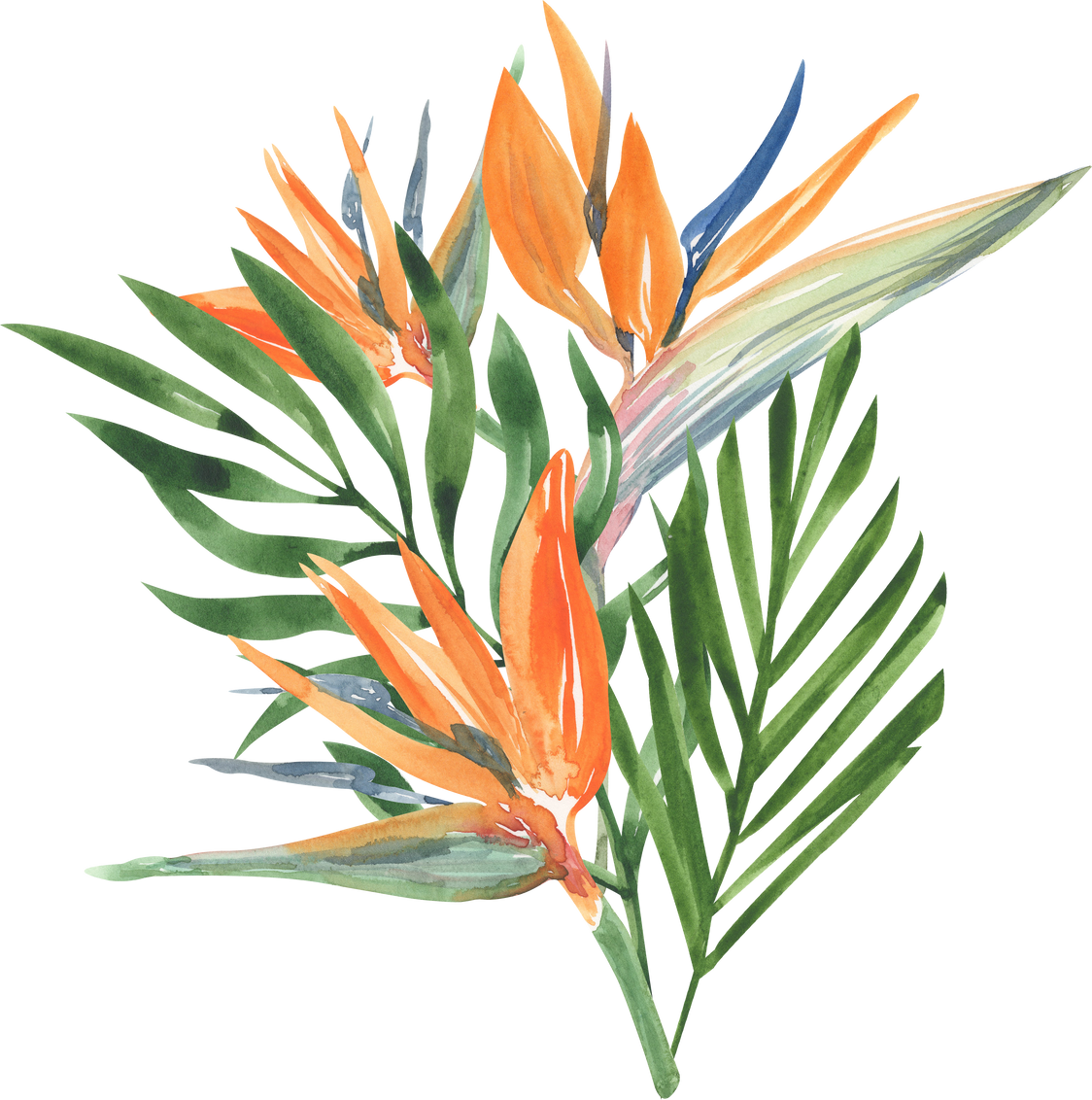 Watercolor Bird of Paradise Flower
